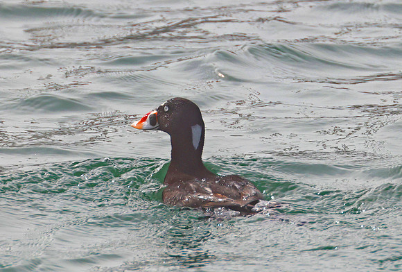 Surf Scoter - California