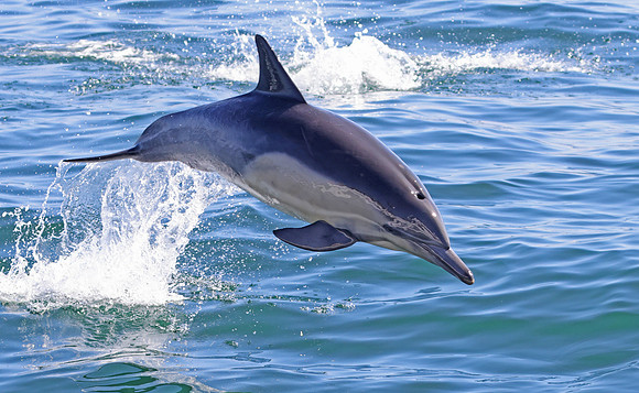 Short-beaked Common Dolphin - Channel Islands, California