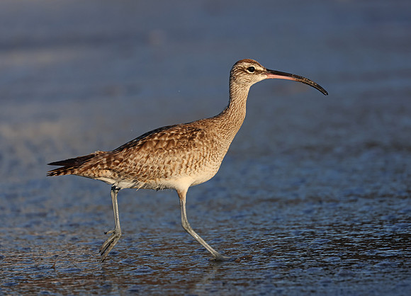 Whimbrel - Ventura, California