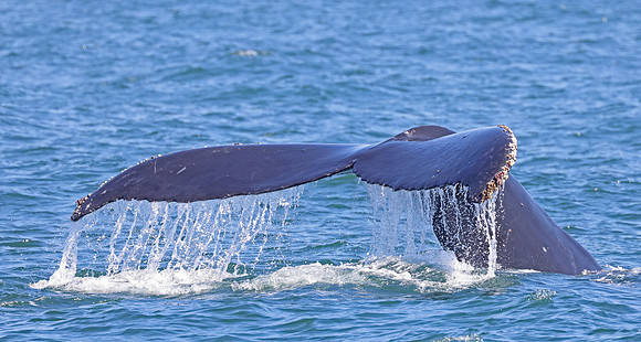 Humpback Whale - Channel Islands, California