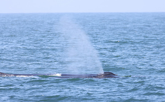 Humpback Whales - Channel Islands, Pacific Ocean
