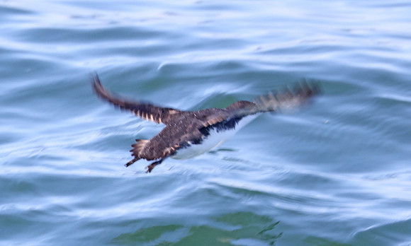 Scripp's Murrelet - Channel Islands Whale Watching, California