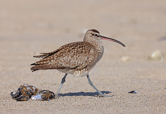 Whimbrel - Malibu Lagoon, California