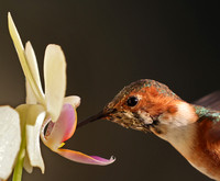 Allen's Hummingbird on Orchid