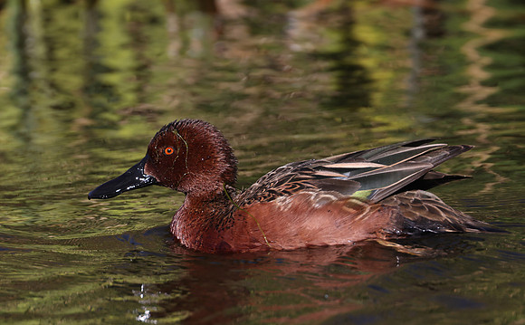 Cinnamon Teal - Olivas Links Golf Course, Ventura CA
