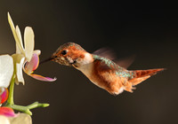 Allen's Hummingbird on Orchid