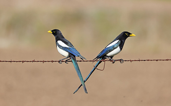Yellow-billed Magpie - Solvang, California