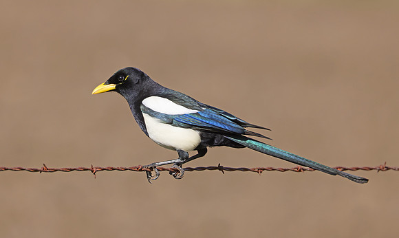 Yellow-billed Magpie - Solvang, California