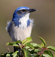 California Scrub-jay - Thousand Oaks, California