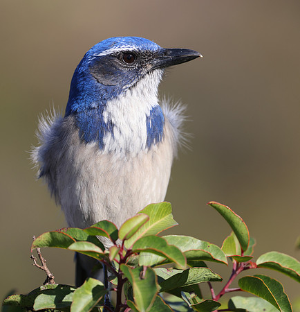 California Scrub-jay - Thousand Oaks, California
