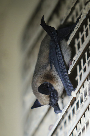Canyon Bat - Camarillo, CA