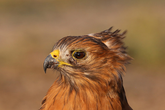 Red-shouldered Hawk Closeup
