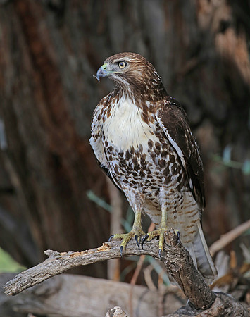 Red-tailed Hawk - Camarillo, California