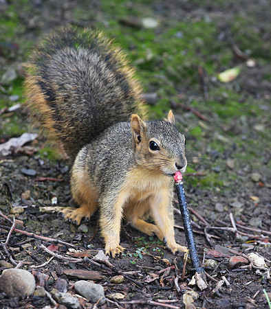 Fox Squirrel Drinking from Irrigation Tube - Ojai, CA