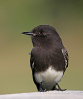 Black Phoebe - Escondido, California