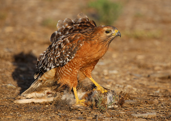 Red-shouldered Hawk with Western Cottontail, Camarillo, CA