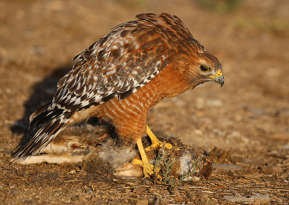 Red-shouldered Hawk Closeup, Camarillo, CA