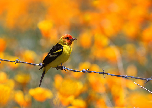 Western Tanager and California Poppies - Bitter Creek NWR, Calif