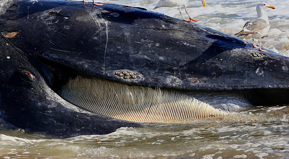 Gray Whale - Ventura, California