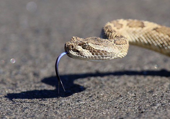 Western Rattlesnake - Bittercreek NWR, California