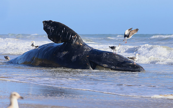 Gray Whale - Ventura, California