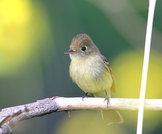 Pacific-slope Flycatcher - Santa Monica Mountains, California