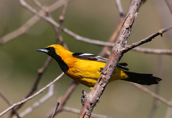 Hooded Oriole - Santa Monica Mountains, California