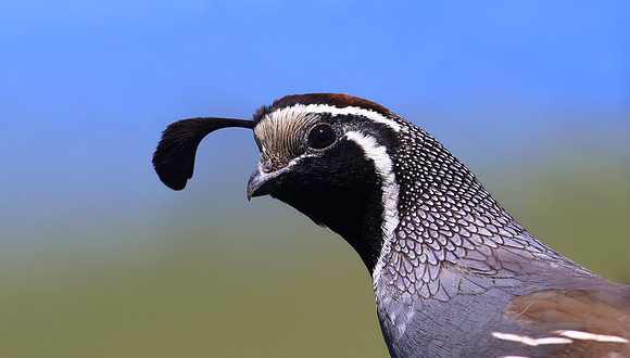 California Quail - Santa Monica Mountains, California