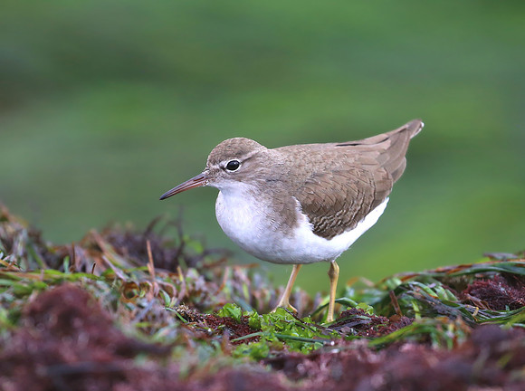 Spotted Sandpiper - La Jolla, California