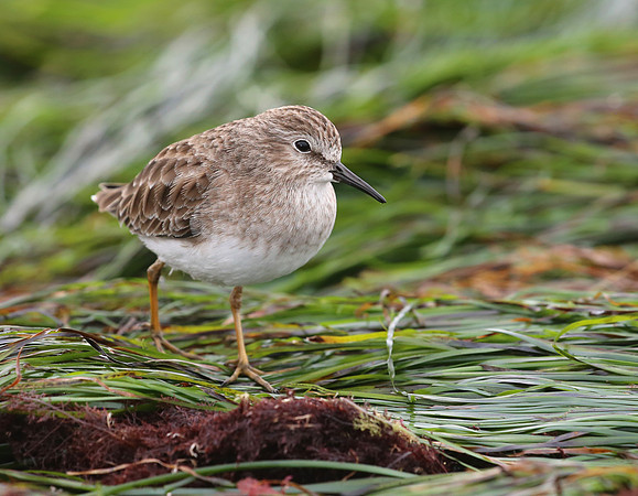 Least Sandpiper - La Jolla, California