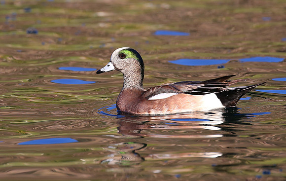 American Wigeon - Escondido, California