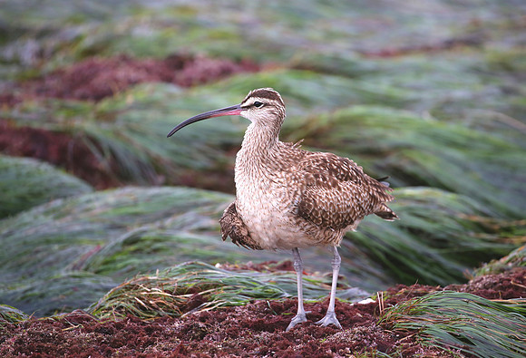 Whimbrel - La Jolla, California