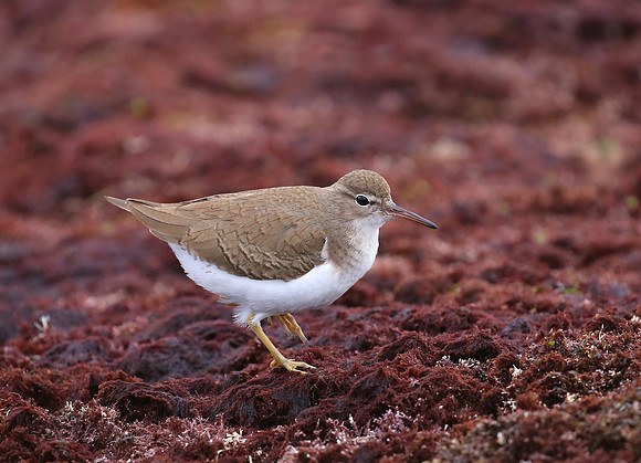Spotted Sandpiper - La Jolla, California