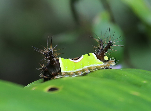 Caterpillar - Mindo, Ecuador