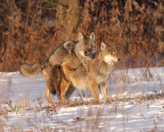 Coyotes Mating