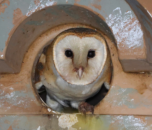 Barn Owl - Simi, California