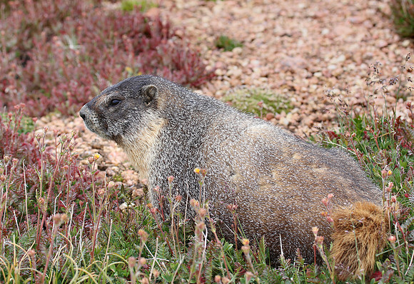 Yellow-bellied Marmot - Pikes Peak, Colorado