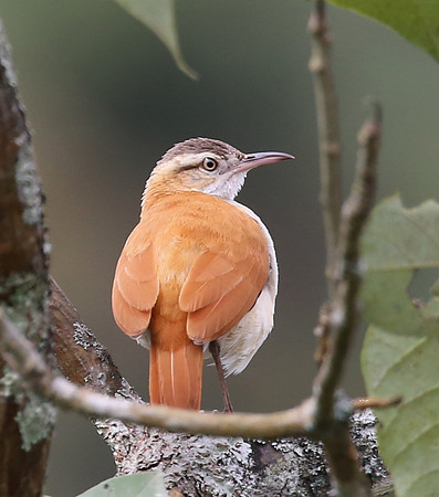 Pacific Hornero - Mindo, Ecuador
