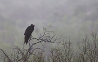 Turkey Vulture - Del Rio, Texas