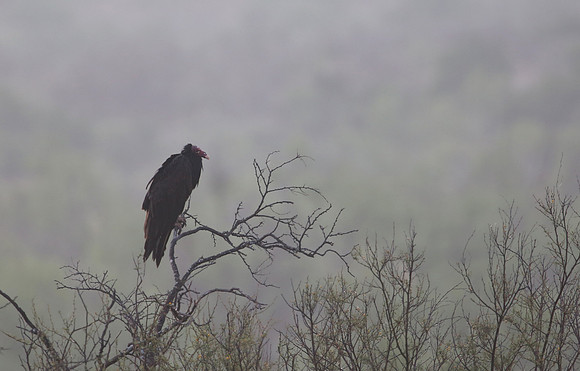 Turkey Vulture - Del Rio, Texas