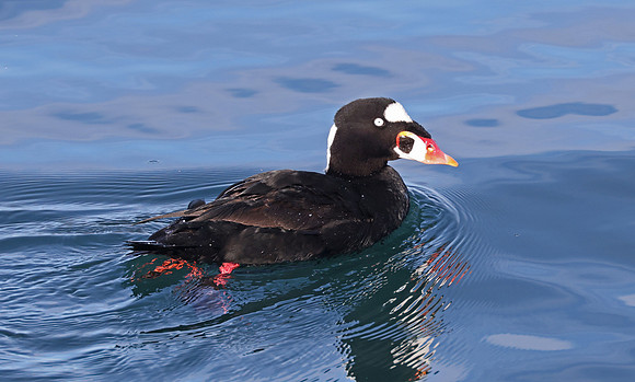 Surf Scoter - Channel Islands, California