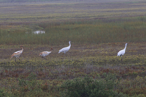 Whooping Cranes - Two Immature Survived - Aransas NWR, Texas