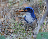 Island Scrub Jay - Channel Islands, California