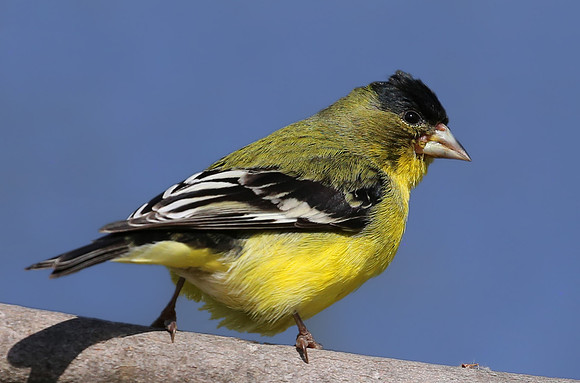 Lesser Goldfinch - Camarillo, CA
