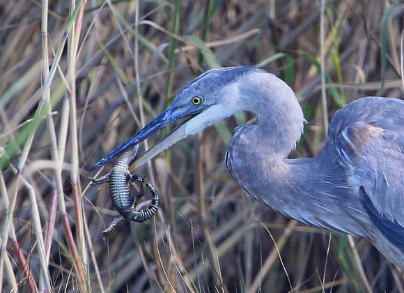 Great Blue Heron with Alligator Prey