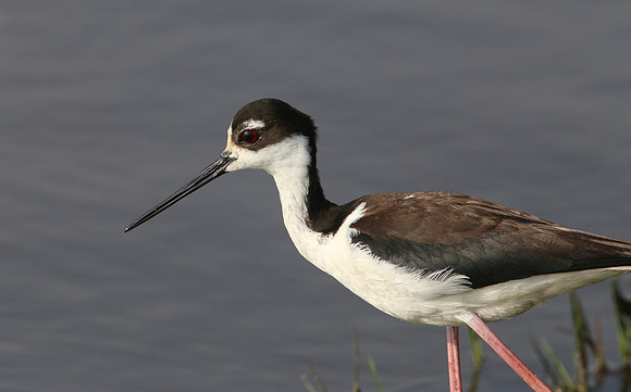 Black-necked Stilt - Anahuac National Wildlife Refuge, Texas