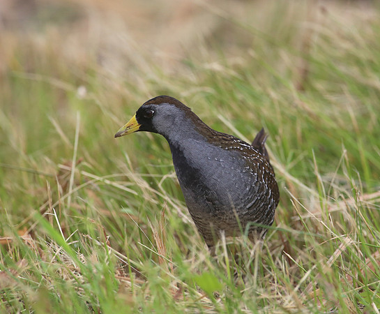 Sora - Anahuac National Wildlife Refuge, Texas
