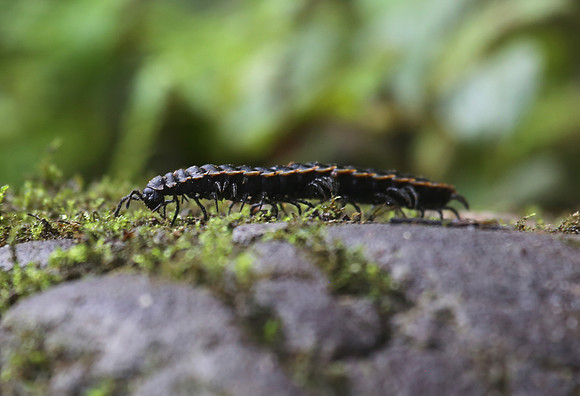 Millipede - Mindo, Ecuador