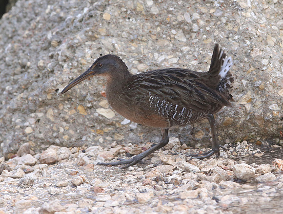 Clapper Rail - Anahuac NWR, Texas