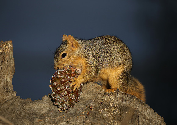 Fox Squirrel - Camarillo, CA